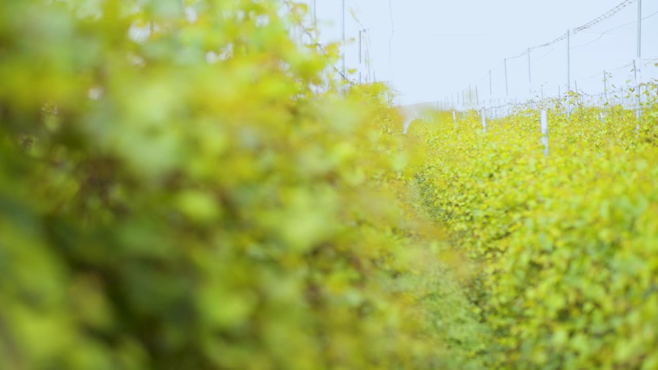 아름다운 아침에 건강한 포도 덩굴 식물이 있는 경작지