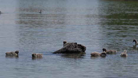 Cisne-Negro-Con-Pollitos-Flota-En-El-Agua,-Lago-Al-Qudra-En-Dubai,-Emiratos-árabes-Unidos