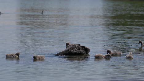 Black-swan-with-chicks-floats-on-the-water,-Al-Qudra-Lake-in-Dubai,-United-Arab-Emirates