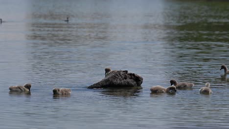 cisne negro con pollitos flota en el agua, lago al qudra en dubai, emiratos árabes unidos