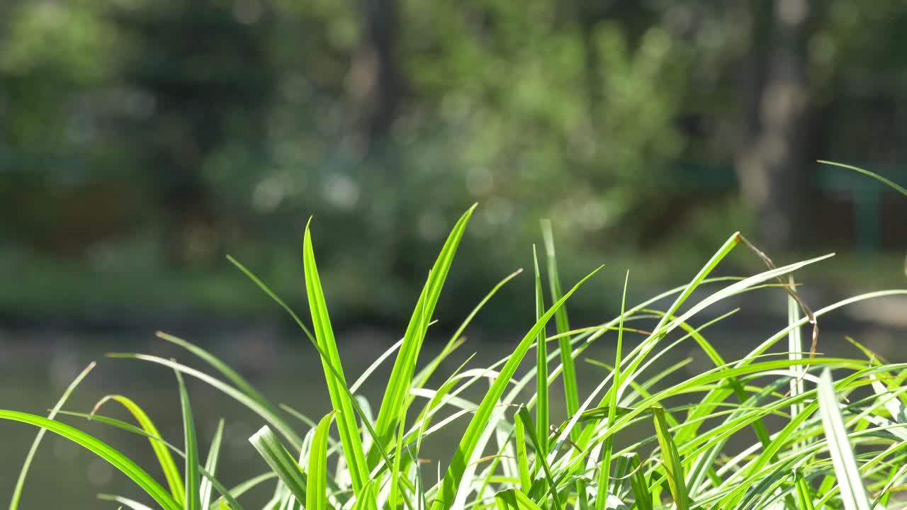 녹색 풀의 클로즈업