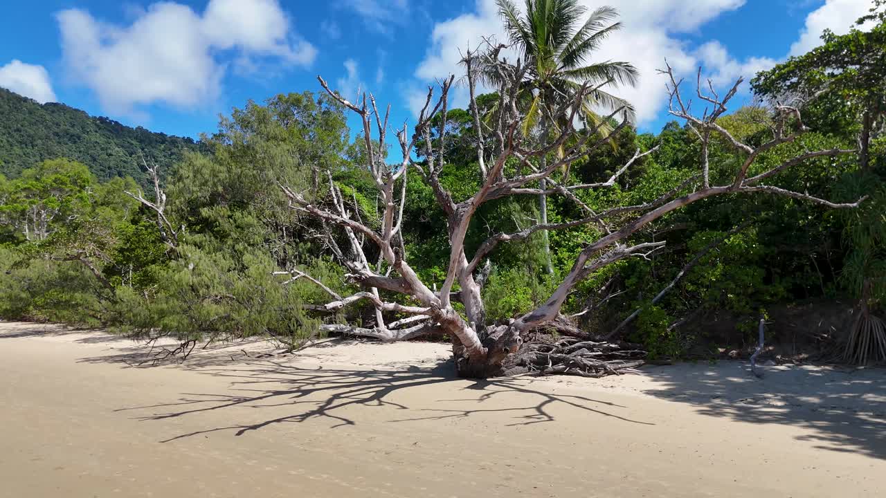 Camera slowly pans right, revealing driftwood tree on sunny Port Douglas beach, lush rainforest backdrop