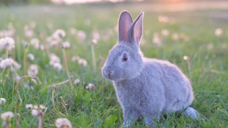 a cute gray rabbit in a grassy field with dandelions