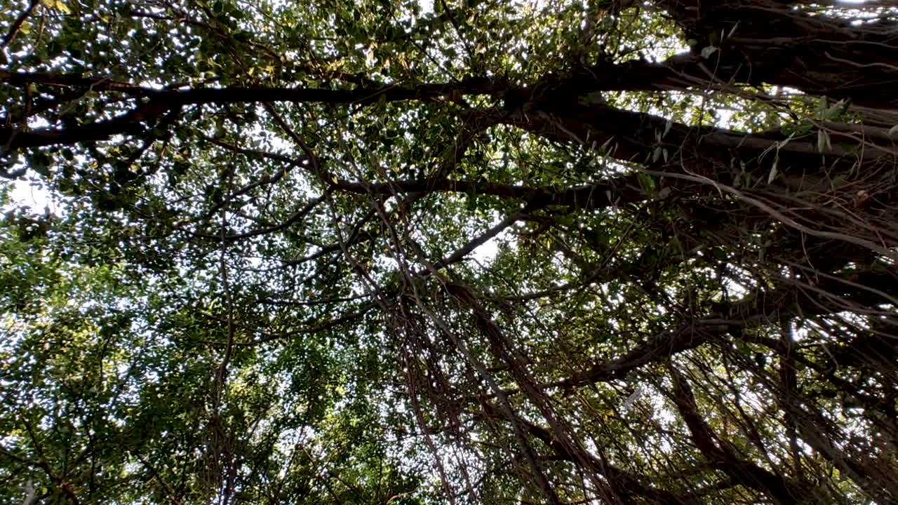 mira hacia arriba el magnífico dosel del árbol banyan, también conocido como ficus benghalensis o higo estrangulador, en la india