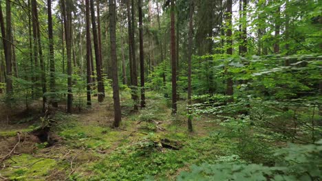 Dolly-Aéreo-De-Rama-Verde-De-Hoja-De-Bosque-Mixto-Europeo