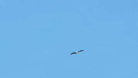 Stork-flying-solo-in-a-bright-blue-sky,-showcasing-the-bird's-powerful-wingspan-and-elegance-in-flight