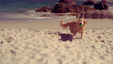perro gracioso jugando con la pelota