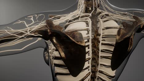 transparent human body with visible bones