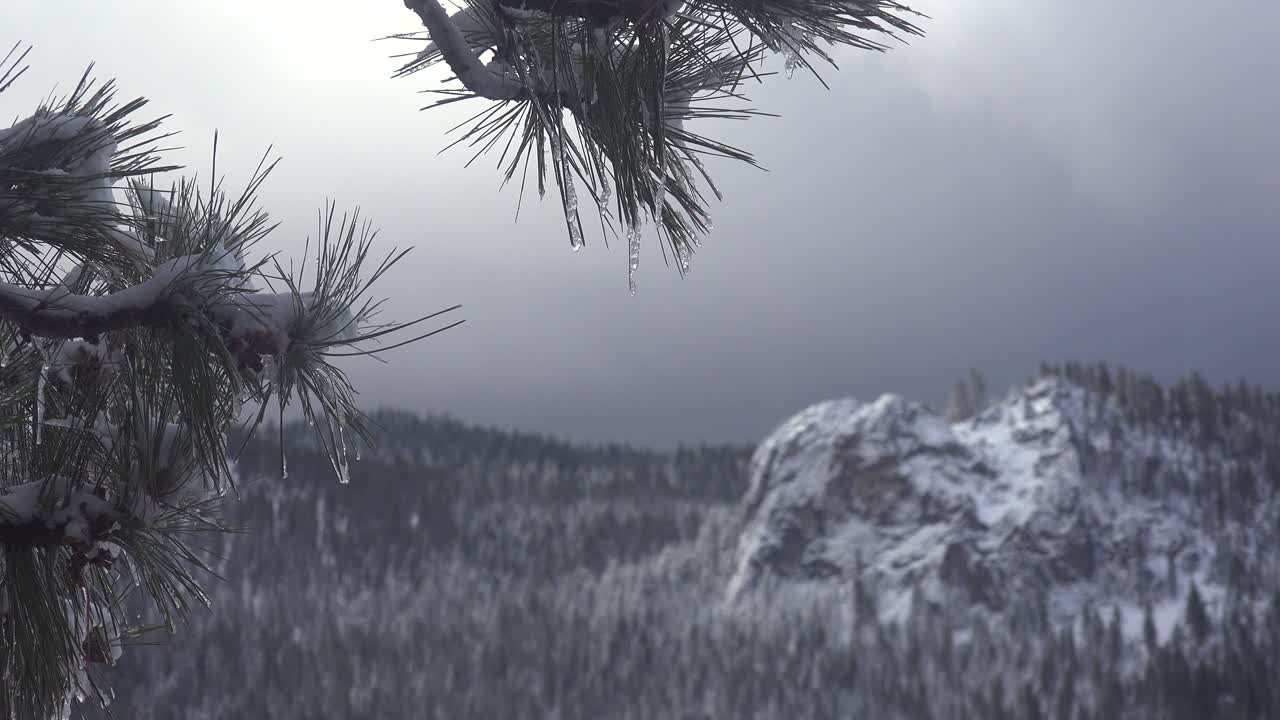 carámbanos cuelgan de una rama de pino frente a una hermosa escena de nieve en invierno en las altas montañas de sierra nevada