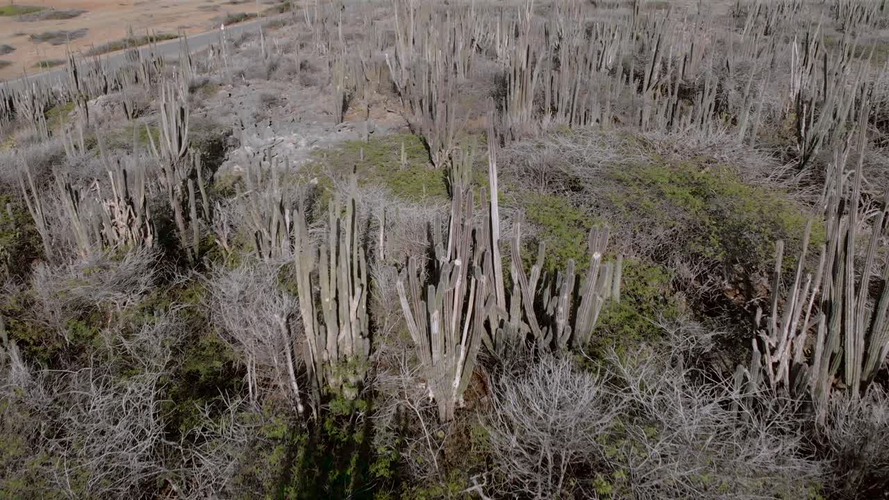 revelar la vista sobre un campo de cactus en una árida isla caribeña, con fondo oceánico