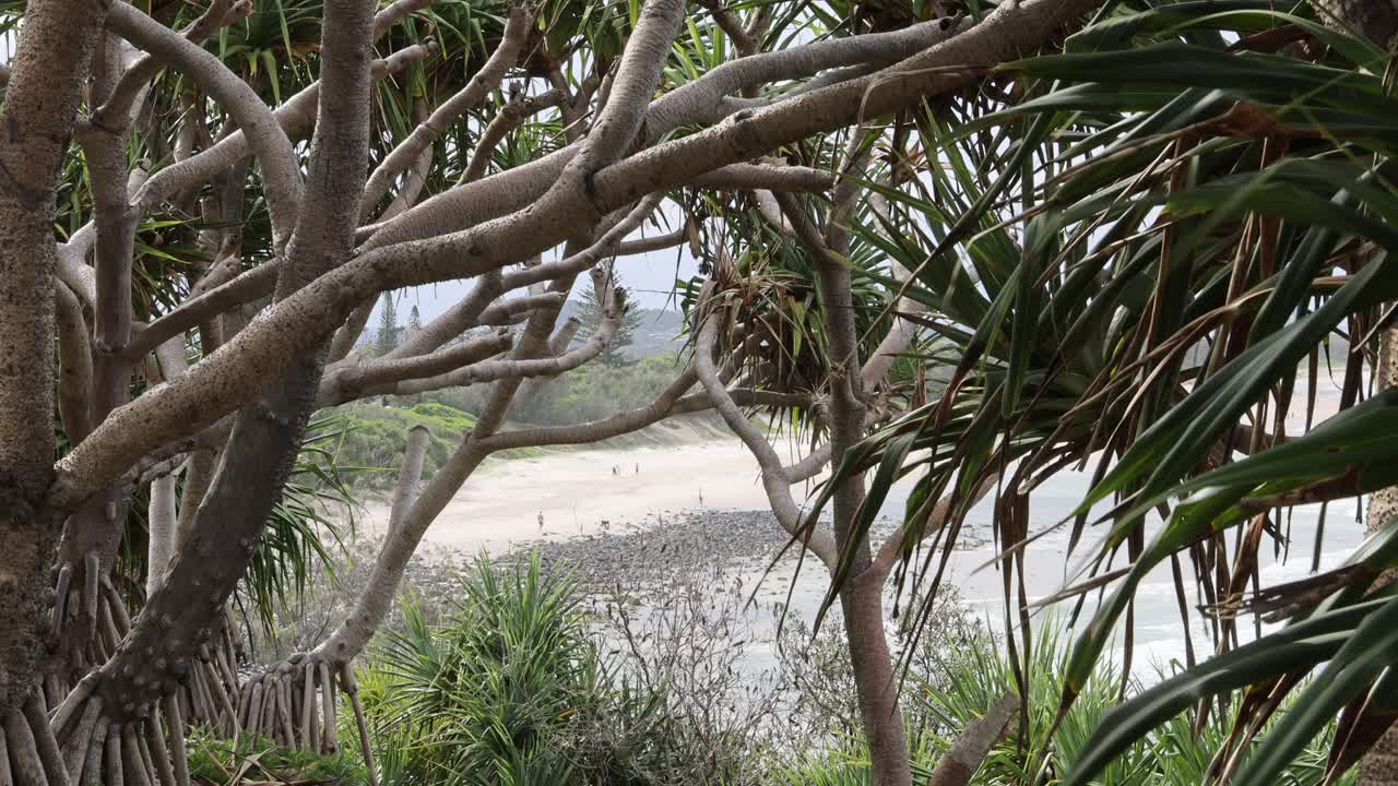 vista estática de una playa a través de ramas de árboles densas