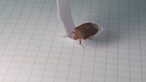 Stink-Bugs-on-piece-of-paper,-close-up-shot