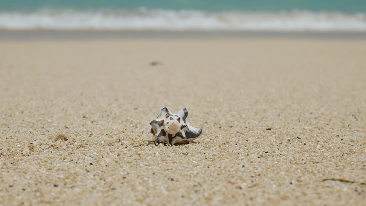Seashell on a Sandy Beach
