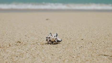 seashell on a sandy beach