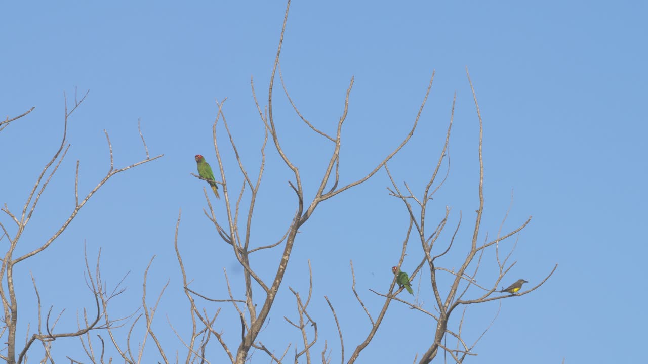 Red-headed parrots perched on dry branches against a blue sky in Lima