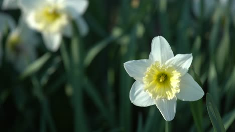 el narciso floreciendo en el parque de la ciudad