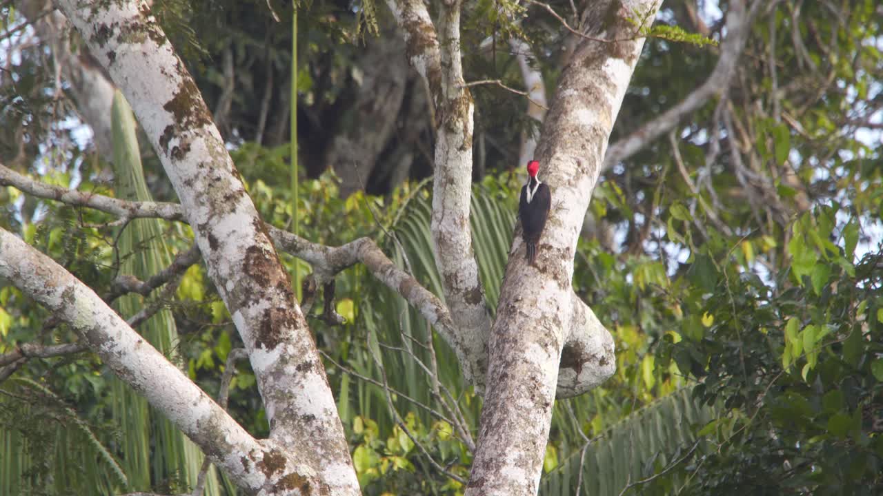 cámara rastreando un pájaro carmesí que se mueve por un árbol en busca de comida