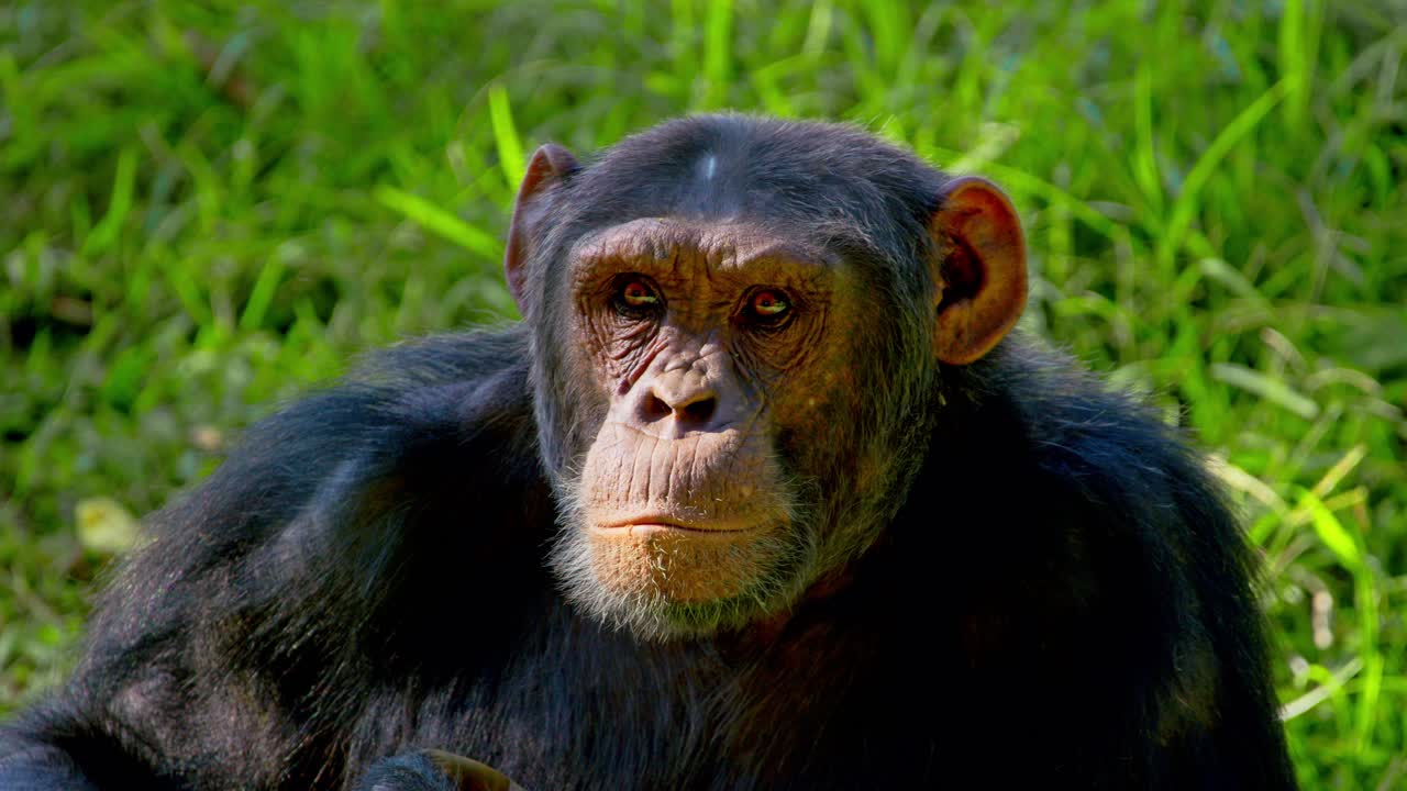 retrato de un chimpancé africano (pan troglodytes) en el parque salvaje de entebbe, uganda.