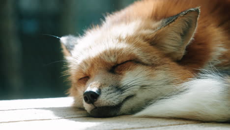 Cerca-De-Un-Adorable-Zorro-Domesticado-Durmiendo-Bajo-La-Luz-Del-Sol-En-Miyagi-Zao-Fox-Village-En-Miyagi,-Japón