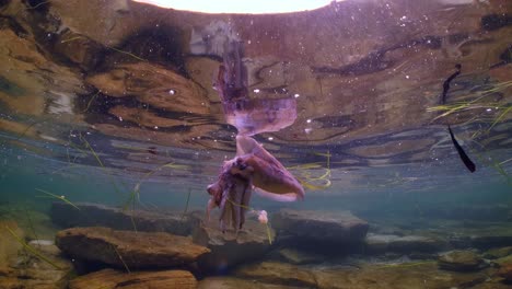 giant australian cuttlefish sepia apama migration whyalla south australia 4k slow motion, mating, laying eggs, fighting, aggregation, underwater