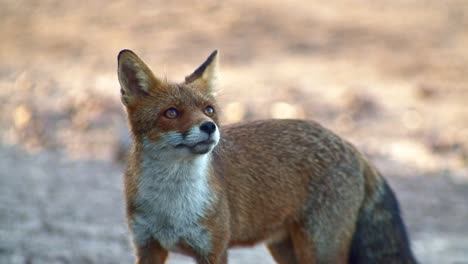 red fox in alert, sniffs surroundings, looking for food, tracking shot, day