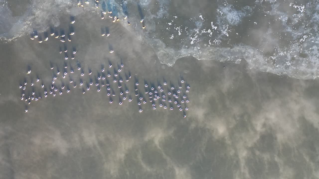 얼어붙은 호수 에 있는 새 들 의 무리