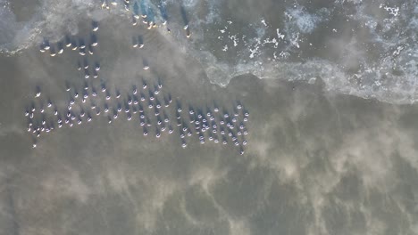 flock of birds on frozen lake