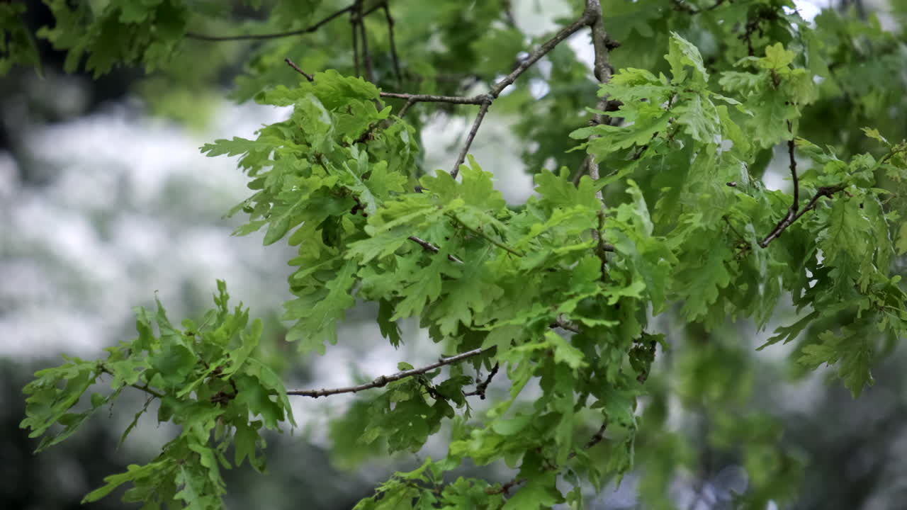 un viento de primavera fuera de temporada enérgico que sopla a través de los árboles en el bosque en inglaterra, reino unido