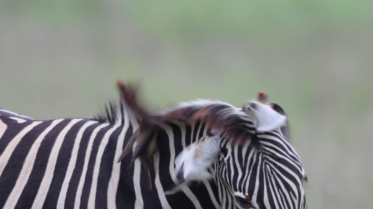 una cebra se mezcla en la sabana mientras un pájaro picabueyes saca garrapatas de su piel en el parque nacional kruger, sudáfrica
