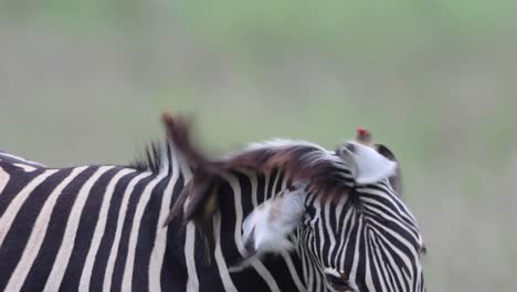 Una-Cebra-Se-Mezcla-En-La-Sabana-Mientras-Un-Pájaro-Picabueyes-Saca-Garrapatas-De-Su-Piel-En-El-Parque-Nacional-Kruger,-Sudáfrica