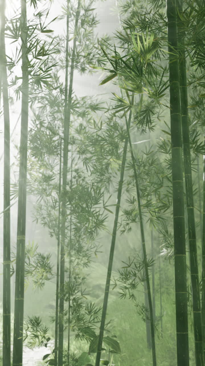 bosque de bambú con niebla