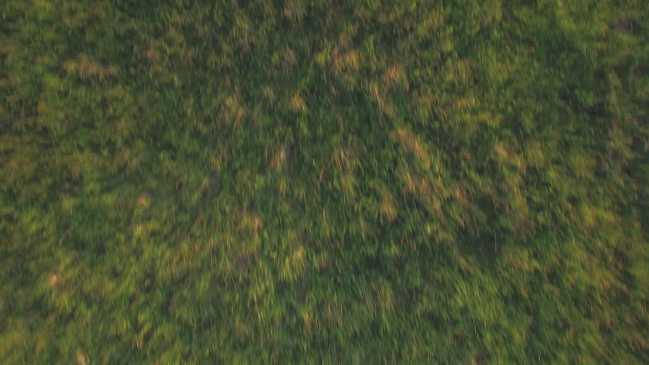 vuelo aéreo sobre el campo agrícola con hierba verde