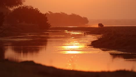 stunning wide shot during sunset of two african elephants' silhouettes feeding along the river, mana pools.