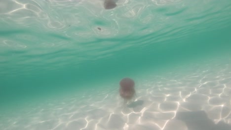 medusas rosadas flotando frente a la costa de la playa de miramar en florida