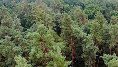 tops of pine trees. beautiful nature of the forest in summer. flight over the green trees. coniferous trees. view from above.