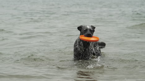 perro recuperando un frisbee del agua en cámara lenta 4k