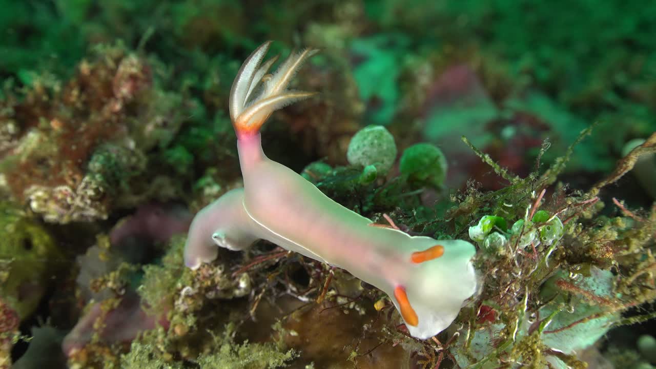 열대 산호초에 있는 bullockii 갯민숭달팽이