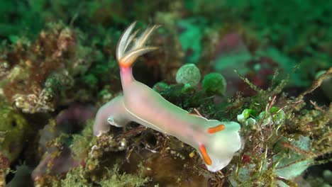 Nudibranquio-Bullockii-En-El-Arrecife-De-Coral-Tropical