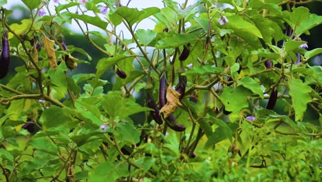 Summer-Garden-Delight:-Close-Up-of-Tall-Brinjals-Hanging-from-Lush-Eggplant-Plants,-Gently-Stirred-by-the-Breeze