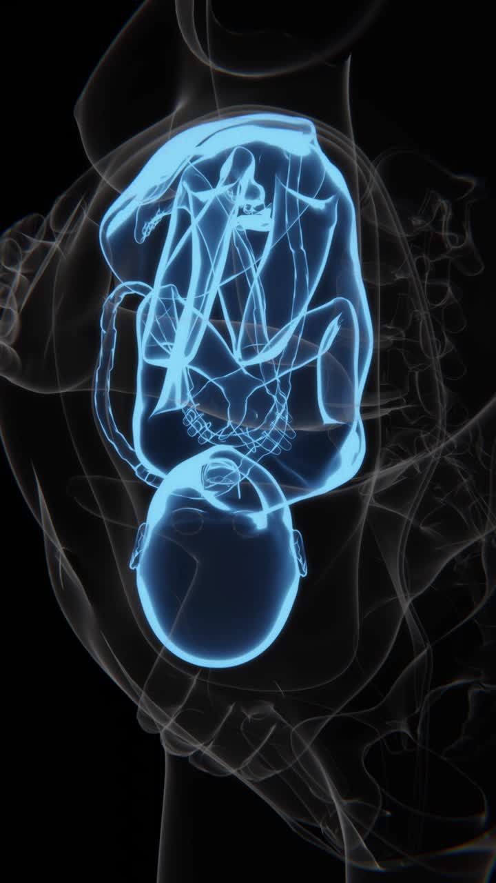 Pregnant Woman And Fetus X-Ray Video | Fetus indication in Vertical video