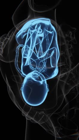 pregnant woman and fetus x-ray video | fetus indication in vertical video