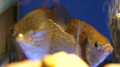 spotted piranha has lost its tail because of fin nipping, captive behavior