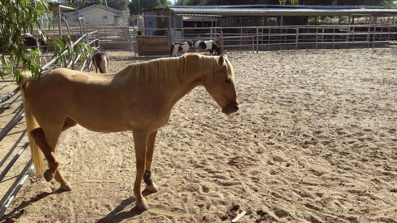 Cheval alezan jouant dans un paddock extérieur