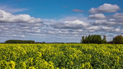 timelapse of amazing landscape with mustard field