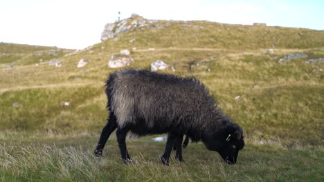 black sheep grazing in the wild landscape of faroe islands