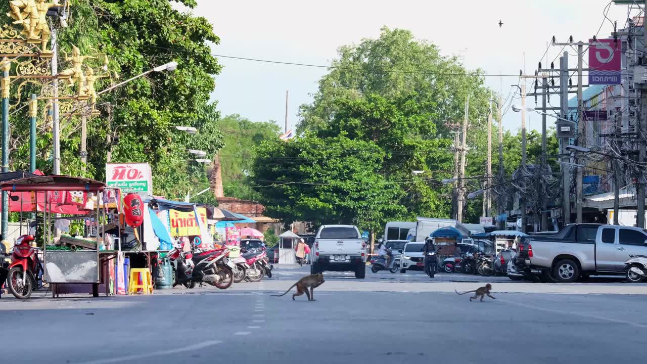 4K Thai city taken over by disgruntled hyper monkeys, the Long Tailed Macaque, Macaca Fascicularis causing disturbance to the lcoal traffic and food stalls in LopBuri Thailand Asia.