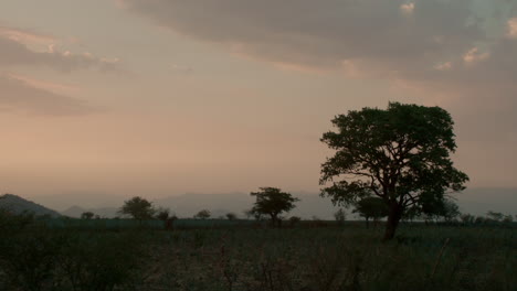 Viento-Que-Sopla-A-Través-De-Las-Hojas-De-Un-Campo-De-Agave-Entre-Las-Montañas-De-Tequila,-Jalisco,-México