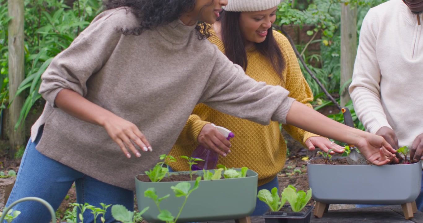 African American friends checking trays, misting with spray and planting in backyard planters