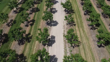 el dron vuela a través de un hermoso huerto de manzanas.