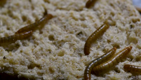 the mealworm is a species of darkling beetle used to feed pets like fish, snakes, birds, and frogs